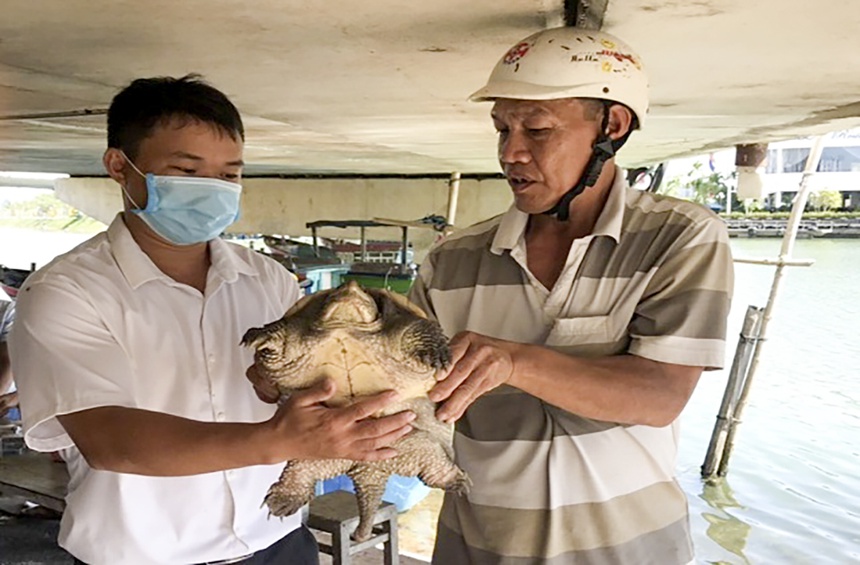 ベトナムニュース 地域 ビンディン省でワニガメ捕獲 Access Online