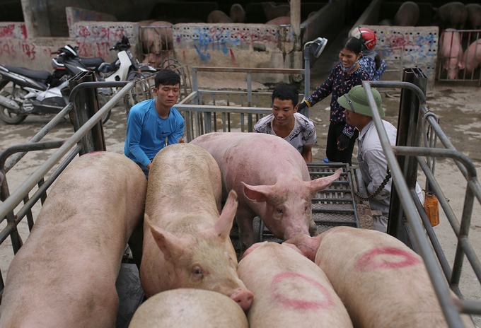 ベトナムニュース 経済 タイからの豚生体の輸入を6月末から一時停止 Access Online