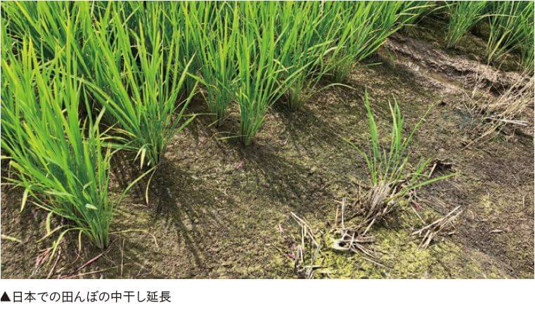 日本の田んぼでの中干し延長