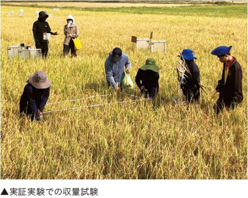 実証実験での収量試験
