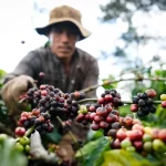 ベトナムのコーヒー農園の収穫の様子