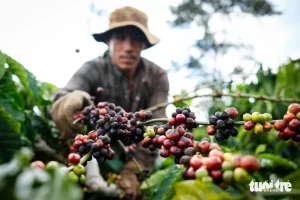ベトナムのコーヒー農園の収穫の様子