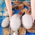 海鮮レストランの生簀のダイオウグソクムシ