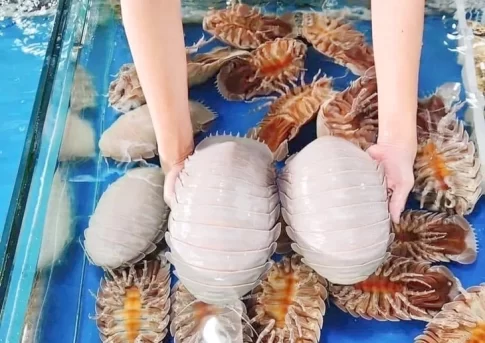 海鮮レストランの生簀のダイオウグソクムシ