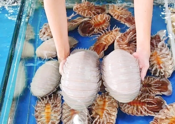 海鮮レストランの生簀のダイオウグソクムシ