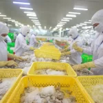 水産加工工場の作業風景