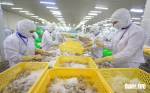 水産加工工場の作業風景