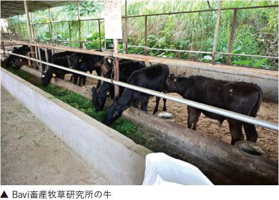 Bavi畜産牧草研究所の牛