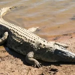 ベトナムに生息するワニ