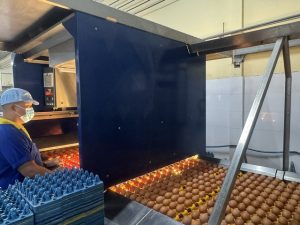 鶏卵の箱詰め作業