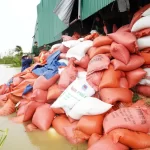 台風により浸水した米倉庫の米