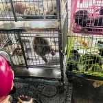 ホーチミン市最大の犬市場の様子