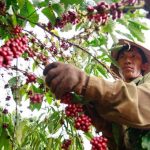 ベトナムのコーヒー農園での収穫の様子