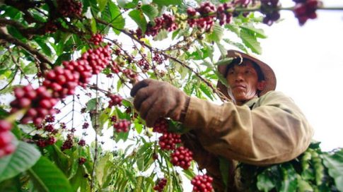 ベトナムのコーヒー農園での収穫の様子