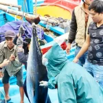 マグロの水揚げの様子