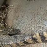カインホア省で捕獲されたワニ