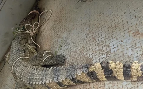 カインホア省で捕獲されたワニ