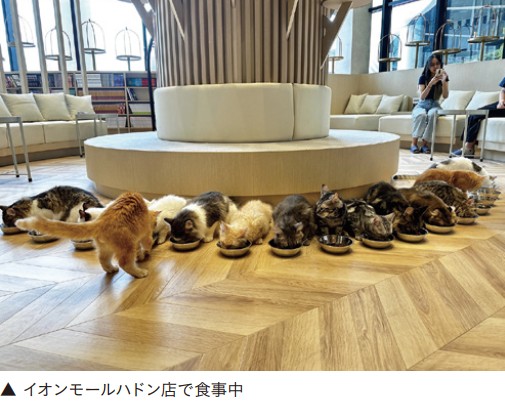猫カフェの食事風景