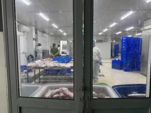 偽造和牛肉製造現場