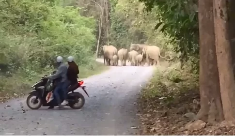 ドンナイ省でゾウの群れと遭遇したバイク