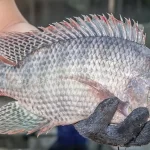 ベトナム産のティラピア