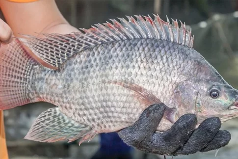 ベトナム産のティラピア