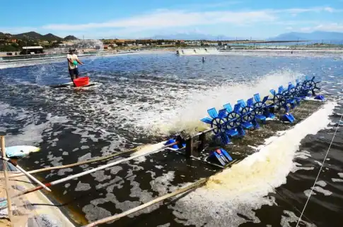 ベトナムのエビ養殖池
