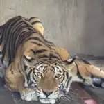 ホーチミン市内の施設で飼育されている瘦せた虎