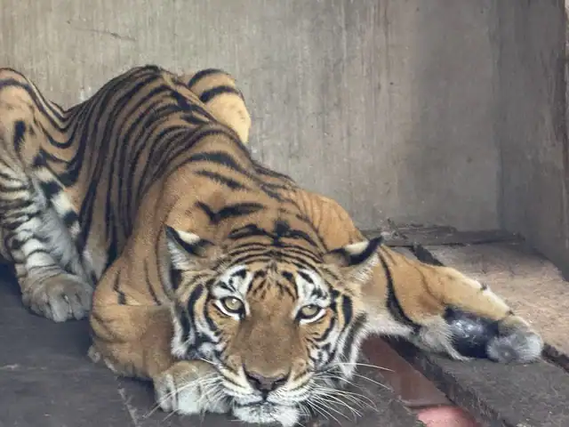 ホーチミン市内の施設で飼育されている瘦せた虎