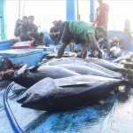 マグロを釣り上げたベトナムの漁船