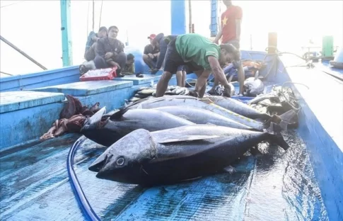 マグロを釣り上げたベトナムの漁船