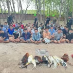 ホーチミン市で違法な闘鶏賭博に関与したとして摘発された人々