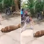 83歳の飼い主の男性を嚙み殺したシェパード犬
