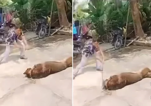 83歳の飼い主の男性を嚙み殺したシェパード犬