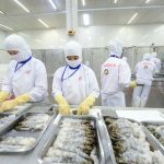 ベトナムの水産品加工工場の作業風景