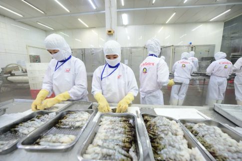 ベトナムの水産品加工工場の作業風景