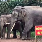ドンナイ省に生息する野生のゾウ