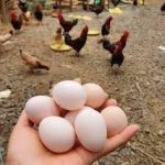 価格が急落しているベトナムの鶏卵