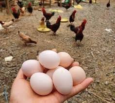 価格が急落しているベトナムの鶏卵