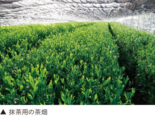 抹茶用の茶畑