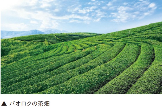 バオロクの茶畑