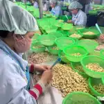 ベトナムのカシューナッツ加工工場の作業風景