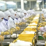 輸出が好調なベトナムの水産加工企業の作業風景