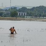 ホーチミン市の浸水した農地で魚を獲る住民