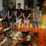 ホーチミン市警察に逮捕された犬の窃盗団