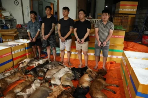 ホーチミン市警察に逮捕された犬の窃盗団